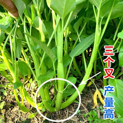 空心菜种子厂家直销批发三叉高产通心菜种籽四季耐热夏季小青菜种 2袋图2