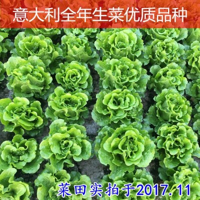意大利全年生菜种子 8933 高产耐热耐抽苔蔬菜种子25g种籽蔬菜批 2袋