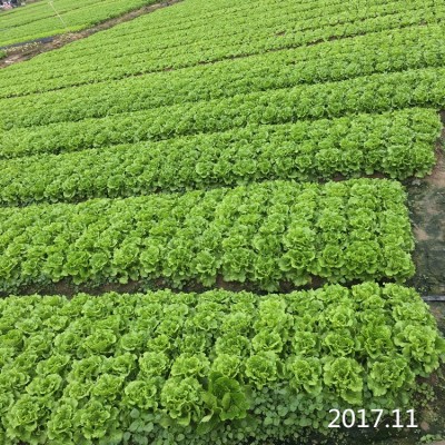 意大利全年生菜种子 8933 高产耐热耐抽苔蔬菜种子25g种籽蔬菜批 2袋图2