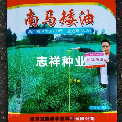 杂交油菜籽种子批发 南马矮油油菜种子 矮杆秋播油菜籽 耐寒80克 2袋图5