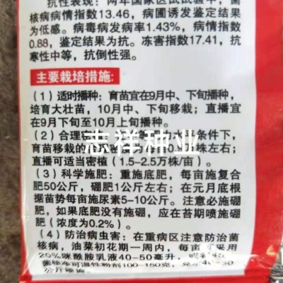 中油大地199杂交油菜种子 榨油油菜籽高油抗倒抗病90克 2袋图3