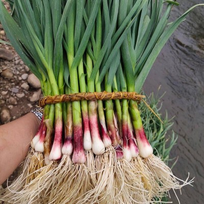 四川红根蒜苗种子大蒜种籽孑农家阳台盆栽红皮蒜种四季青菜苗秧籽 2件