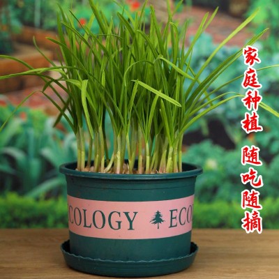 四川红根蒜苗种子大蒜种籽孑农家阳台盆栽红皮蒜种四季青菜苗秧籽 2件图4