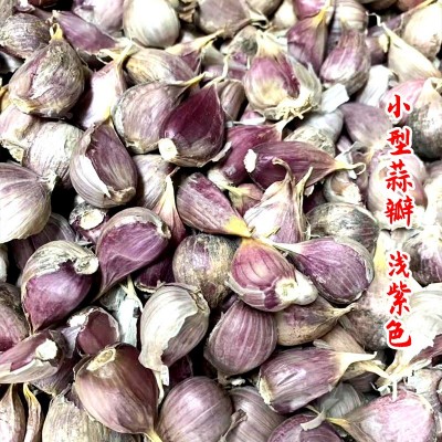 四川红根蒜苗种子大蒜种籽孑农家阳台盆栽红皮蒜种四季青菜苗秧籽 2件图3