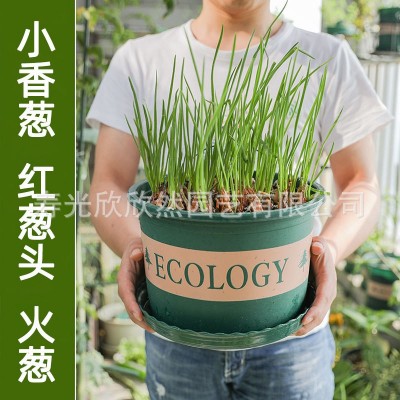 四季小香葱种头葱种籽 火葱红葱头种子苗阳台葱苗广东小葱干葱头 2件图3
