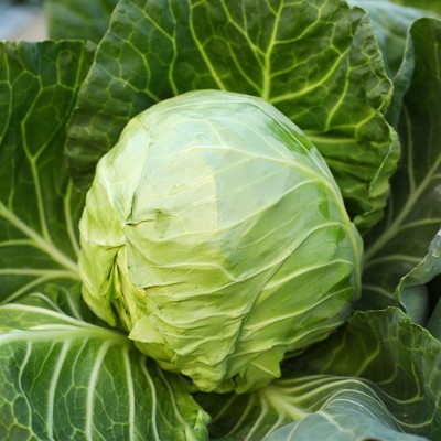 绿甘蓝种子苗卷心菜包菜种籽孑秧四季圆白菜青菜蔬菜苗大头菜秧苗 2袋