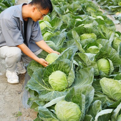 绿甘蓝种子苗卷心菜包菜种籽孑秧四季圆白菜青菜蔬菜苗大头菜秧苗 2袋图3
