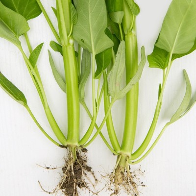 三叉空心菜种子 蕹菜梗半青白三梗长形通心菜蔬菜种子批发 2袋图4