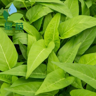 三叉空心菜种子 蕹菜梗半青白三梗长形通心菜蔬菜种子批发 2袋图2