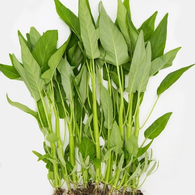 三叉空心菜种子 蕹菜梗半青白三梗长形通心菜蔬菜种子批发 2袋图3