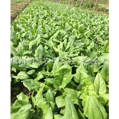 大量供应 黄叶菠菜种子散装 圆叶菠菜批发 蔬菜种子 量大价优 2千克图5