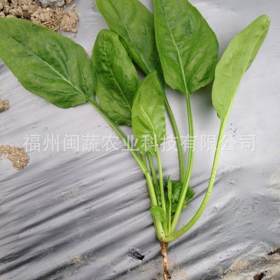 大量供应 黄叶菠菜种子散装 圆叶菠菜批发 蔬菜种子 量大价优 2千克图3
