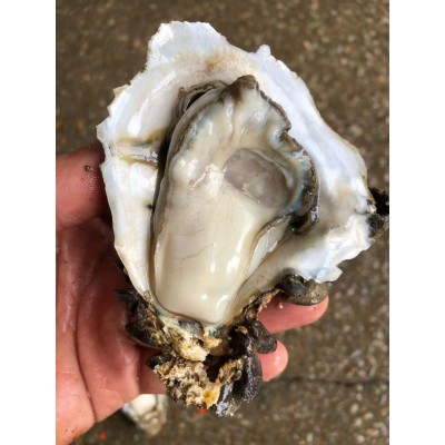 广东生蚝鲜活宵夜商用带壳生蚝烧烤摆地摊一箱100斤夜市湛江包邮2盒图5