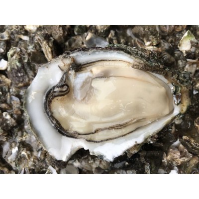 广东生蚝鲜活宵夜商用带壳生蚝烧烤摆地摊一箱100斤夜市湛江包邮2盒图2