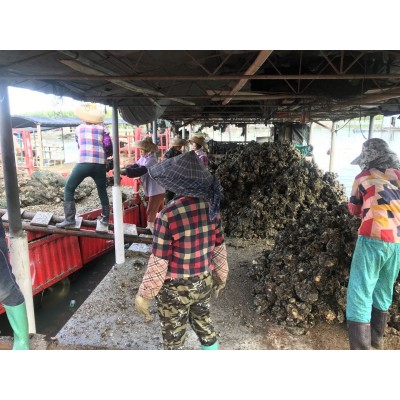 广东生蚝鲜活宵夜商用带壳生蚝烧烤摆地摊一箱100斤夜市湛江包邮2盒图3
