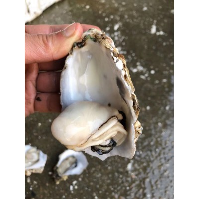 广东生蚝鲜活宵夜商用带壳生蚝烧烤摆地摊一箱100斤夜市湛江包邮2盒图4