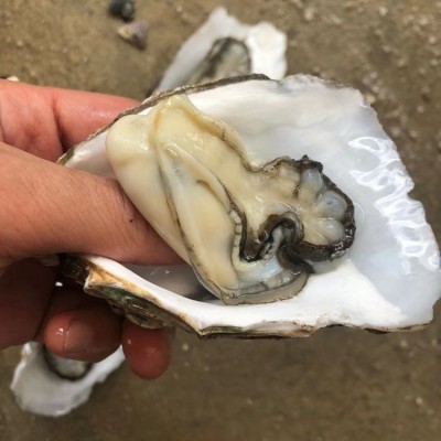 广东湛江生蚝半壳带壳100斤商用生蚝乳山鲜活牡蛎蒜蓉地摊炭烧烤2盒图2