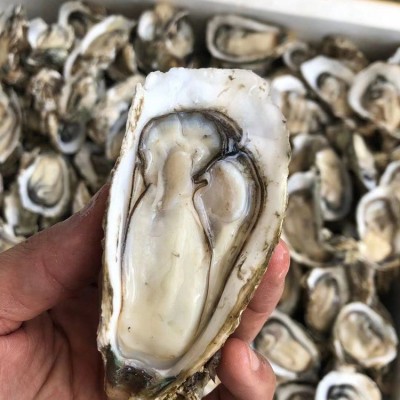 广东湛江生蚝半壳带壳100斤商用生蚝乳山鲜活牡蛎蒜蓉地摊炭烧烤2盒