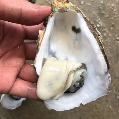 广东湛江生蚝半壳带壳100斤商用生蚝乳山鲜活牡蛎蒜蓉地摊炭烧烤2盒图4