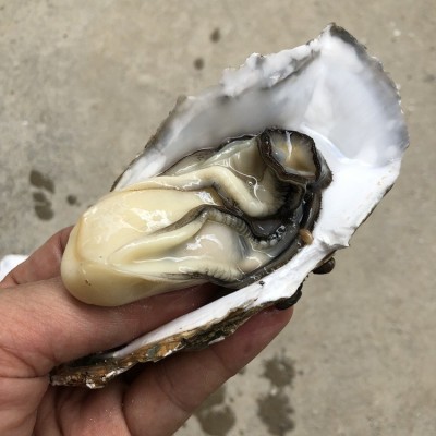台山鲜活海鲜小生蚝湛江官渡新鲜商用烧烤一箱批整箱摆地摊100斤2盒
