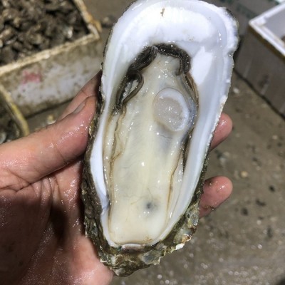 台山鲜活海鲜小生蚝湛江官渡新鲜商用烧烤一箱批整箱摆地摊100斤2盒图3