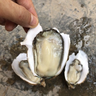台山鲜活海鲜小生蚝湛江官渡新鲜商用烧烤一箱批整箱摆地摊100斤2盒图4