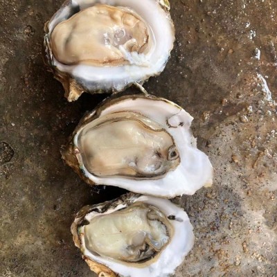 正宗乳山烤牡蛎肉台山生蚝麻辣蒜蓉小海鲜特大海蛎子烧烤摆摊批发2盒图2