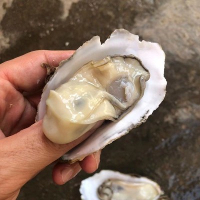 正宗乳山烤牡蛎肉台山生蚝麻辣蒜蓉小海鲜特大海蛎子烧烤摆摊批发2盒图3