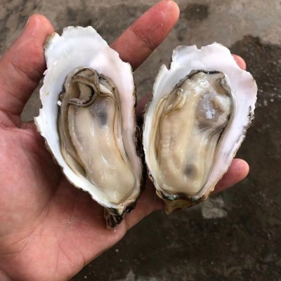 正宗乳山烤牡蛎肉台山生蚝麻辣蒜蓉小海鲜特大海蛎子烧烤摆摊批发2盒