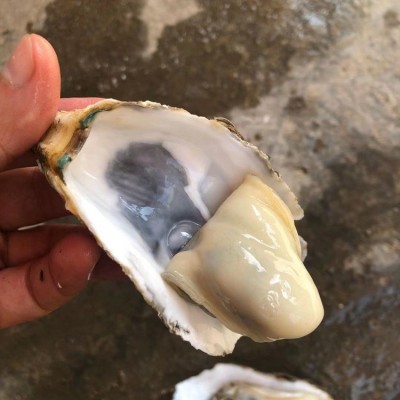 正宗乳山烤牡蛎肉台山生蚝麻辣蒜蓉小海鲜特大海蛎子烧烤摆摊批发2盒图4