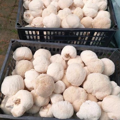 云和山珍猴头菇南北干货批发厂家供应食用菌菇餐饮商用散货猴头菇 2件图4
