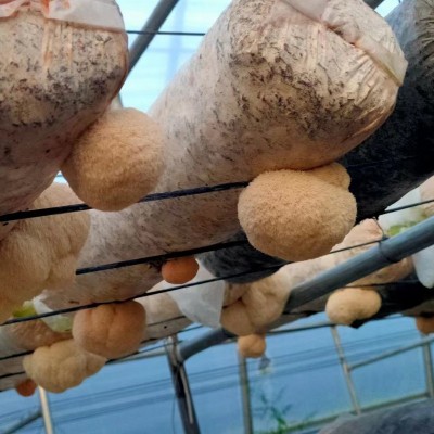 云和山珍猴头菇南北干货批发厂家供应食用菌菇餐饮商用散货猴头菇 2件图3