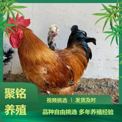 厂家销售红玉公鸡苗活体 九斤红玉公鸡苗 大红公鸡小鸡仔批发价格 10只