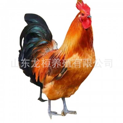 厂家销售红玉公鸡苗活体 九斤红玉公鸡苗 大红公鸡小鸡仔批发价格 10只图5