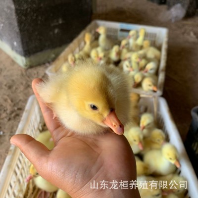 农家散养正宗大三花鹅苗幼苗活体 大白鹅四季鹅合作养殖鹅蛋价格 10只图2