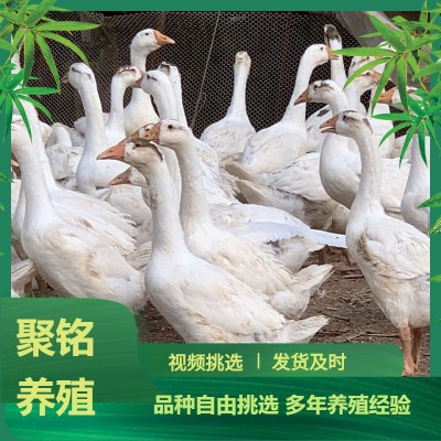农家散养正宗大三花鹅苗幼苗活体 大白鹅四季鹅合作养殖鹅蛋价格 10只