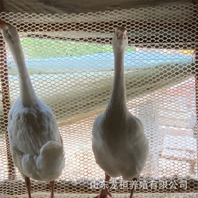 农家散养正宗大三花鹅苗幼苗活体 大白鹅四季鹅合作养殖鹅蛋价格 10只图4