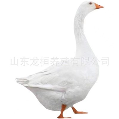 农家散养正宗大三花鹅苗幼苗活体 大白鹅四季鹅合作养殖鹅蛋价格 10只图5