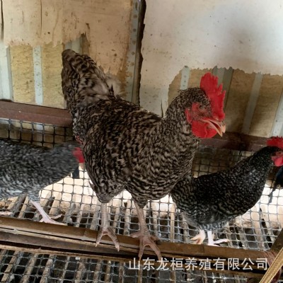 孵化场出售绿壳蛋鸡芦花鸡苗活体 脱温黑芦花鸡幼苗芦花鸡蛋价格 10只图3