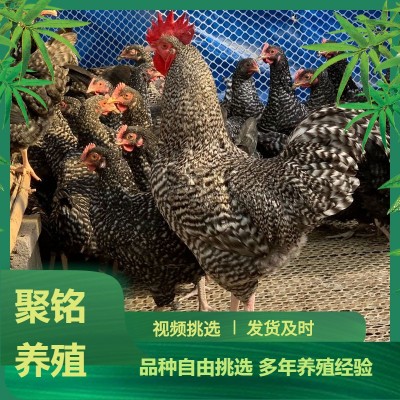 孵化场出售绿壳蛋鸡芦花鸡苗活体 脱温黑芦花鸡幼苗芦花鸡蛋价格 10只