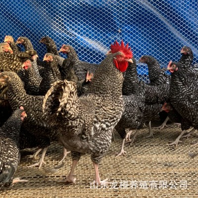 孵化场出售绿壳蛋鸡芦花鸡苗活体 脱温黑芦花鸡幼苗芦花鸡蛋价格 10只图4
