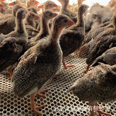 山东养殖场出售珍珠鸡活体鸡苗 脱温鸡苗青年鸡大量现货 10只图3