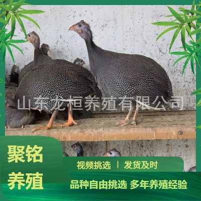 山东养殖场出售珍珠鸡活体鸡苗 脱温鸡苗青年鸡大量现货 10只