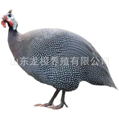 山东养殖场出售珍珠鸡活体鸡苗 脱温鸡苗青年鸡大量现货 10只图5