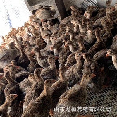 山东养殖场出售珍珠鸡活体鸡苗 脱温鸡苗青年鸡大量现货 10只图4
