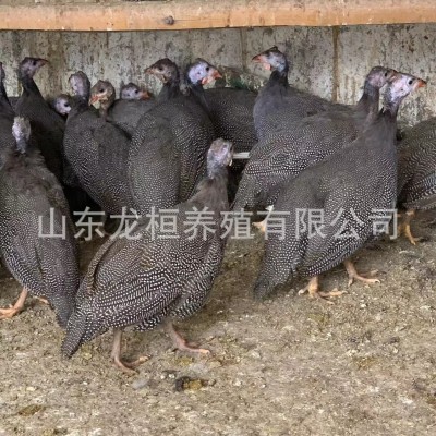 山东养殖场出售珍珠鸡活体鸡苗 脱温鸡苗青年鸡大量现货 10只图2