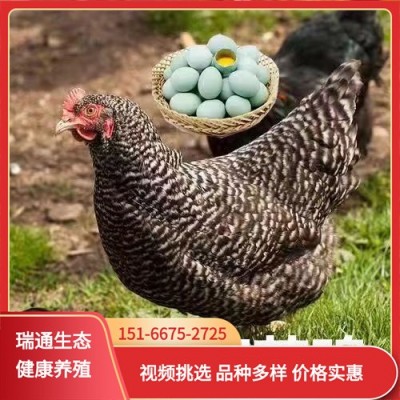 出售纯种芦花鸡苗产蛋多绿皮蛋 脱温半斤芦花鸡鸡苗活体小鸡幼苗 2只