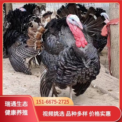 批发火鸡苗活体火鸡幼苗成年大体型火鸡活体 2只