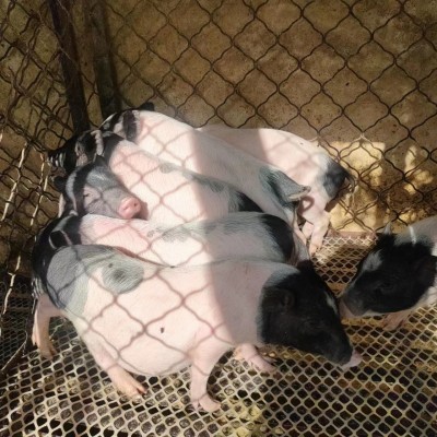 批发宠物巴马香猪小猪苗活体宠物小香猪幼崽小香猪价格成年小猪 2只图4