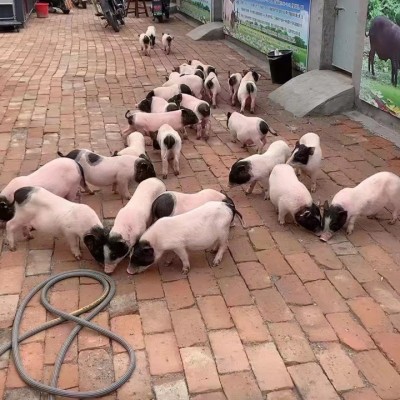 批发宠物巴马香猪小猪苗活体宠物小香猪幼崽小香猪价格成年小猪 2只图3